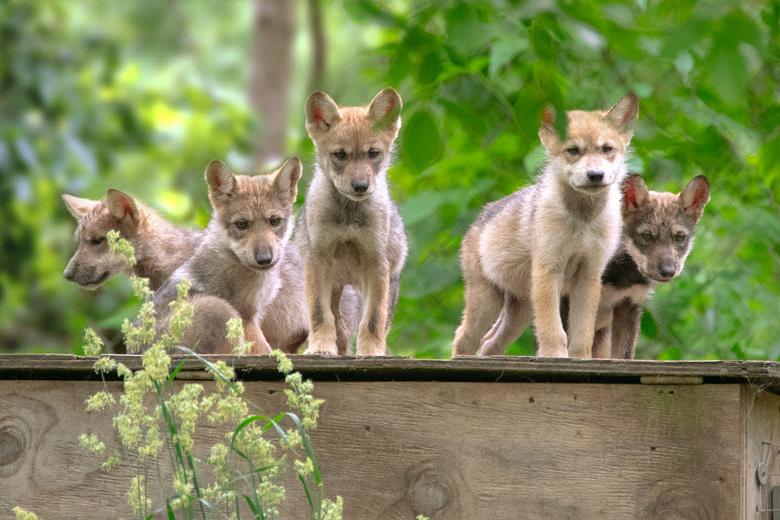 Mexican wolf puppies play at the Endangered Wolf Center.