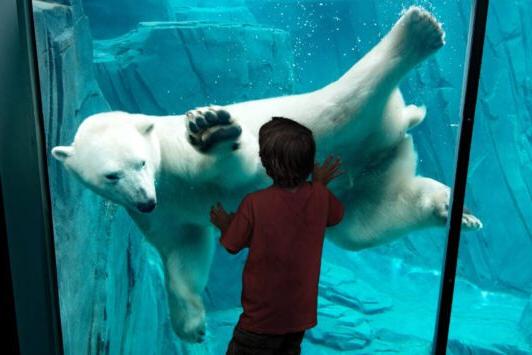 Kids can see animals such as polar bears at the 圣路易斯动物园.
