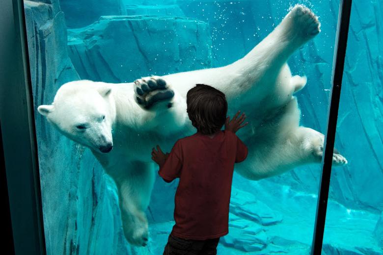 孩子们 can see animals such as polar bears at the Saint 路易动物园.