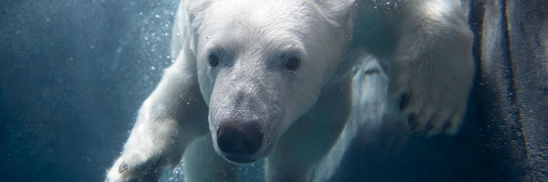 一只好奇的北极熊在2022世界杯投注动物园.