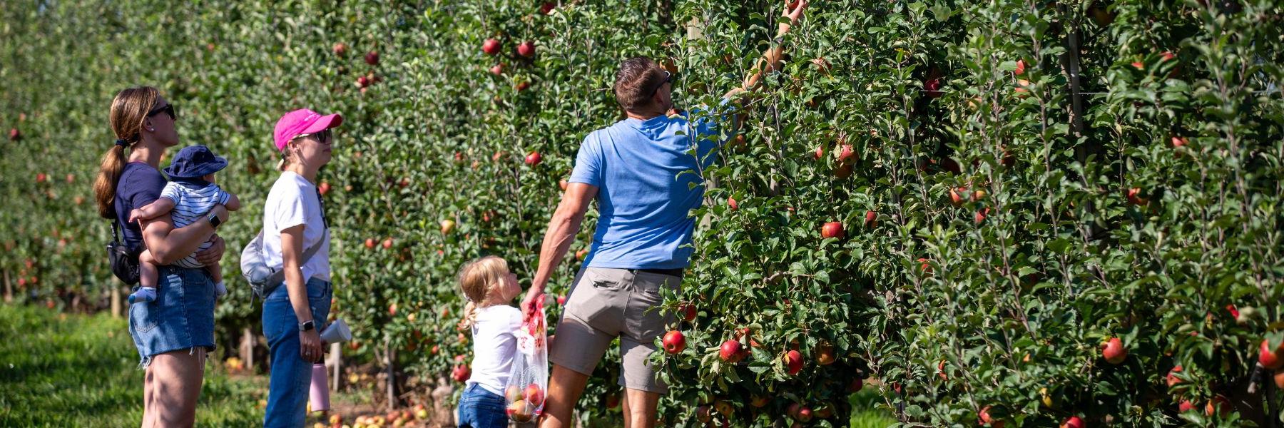 一家人在埃克特农场摘苹果.