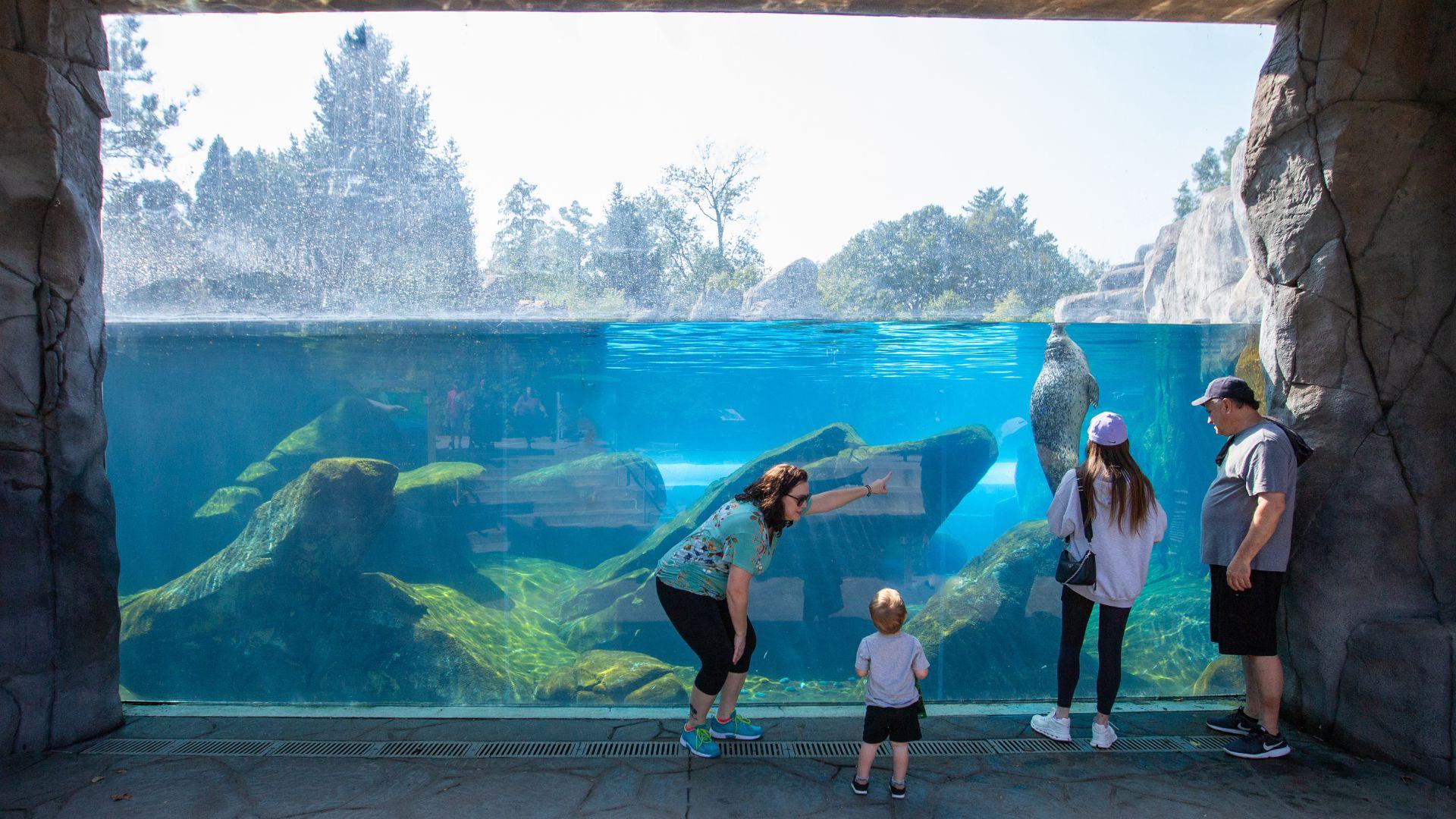 一家人在圣路易斯动物园观看海狮和海豹玩耍.